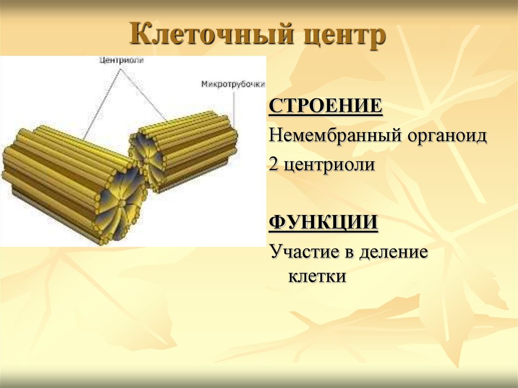 Клеточный центр строение. Клеточный центр строение и функции. Структура клетки и функции клеточного центра. Органоид клеточный центр строение и функции. Клеточный центр строение и функции рисунок.