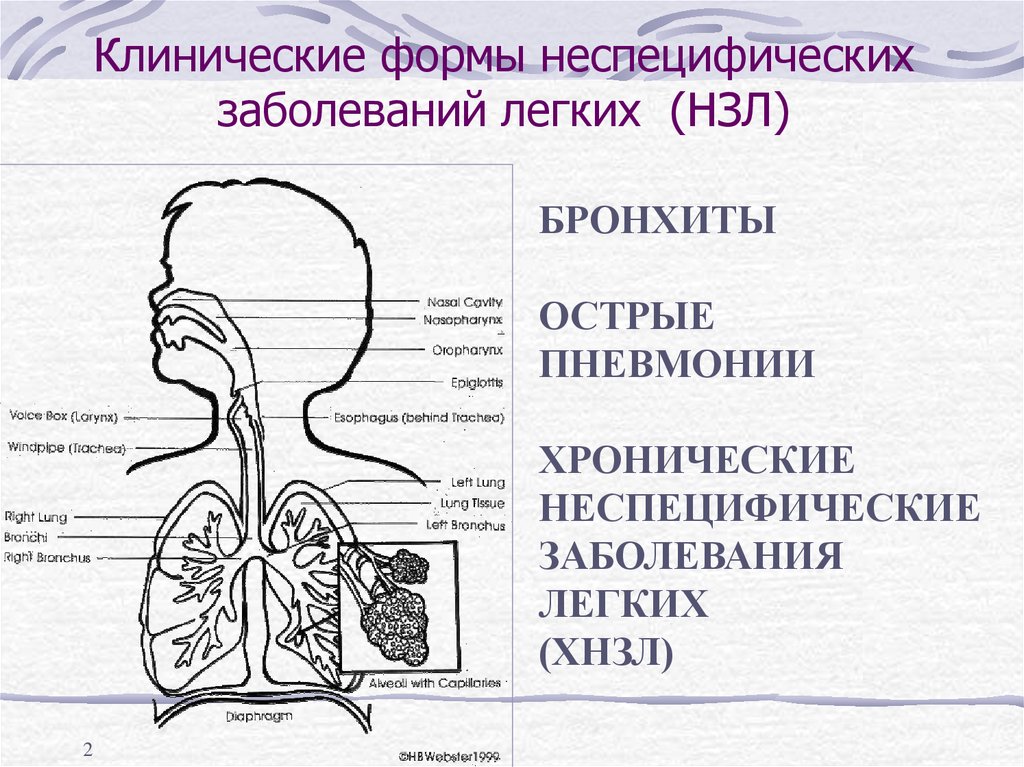 Хроническим заболеванием дыхательных. Хронические заболевания бронхо-лёгочной системы у детей. Хронические неспецифические заболевания лёгких. Заболевания органов дыхания схема. Острые заболевания дыхательной системы.