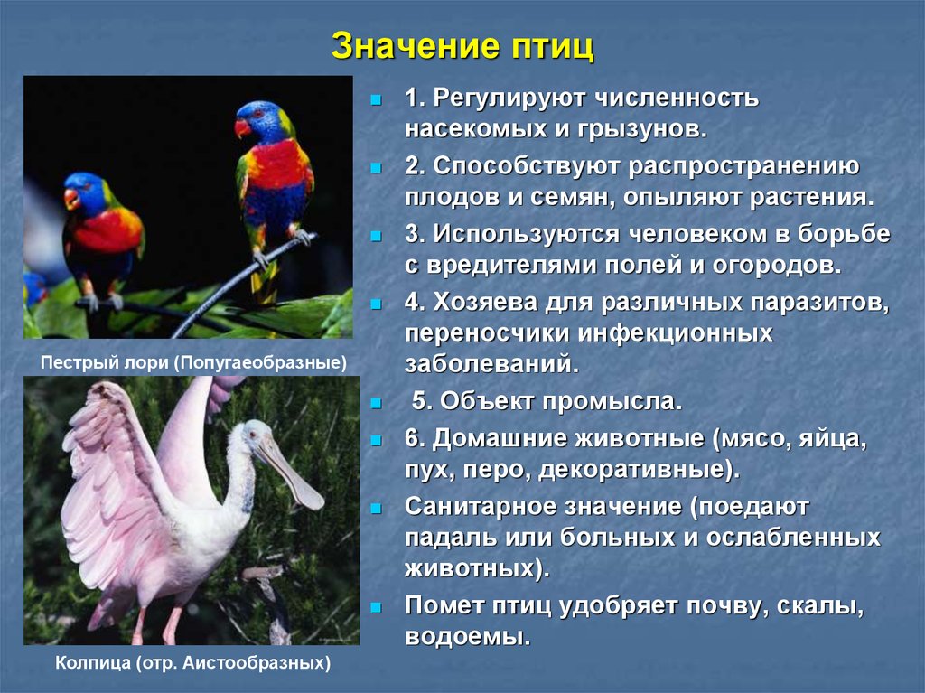 Значение птиц. Роль птиц в природе. Биология 7 класс значение птиц в природе