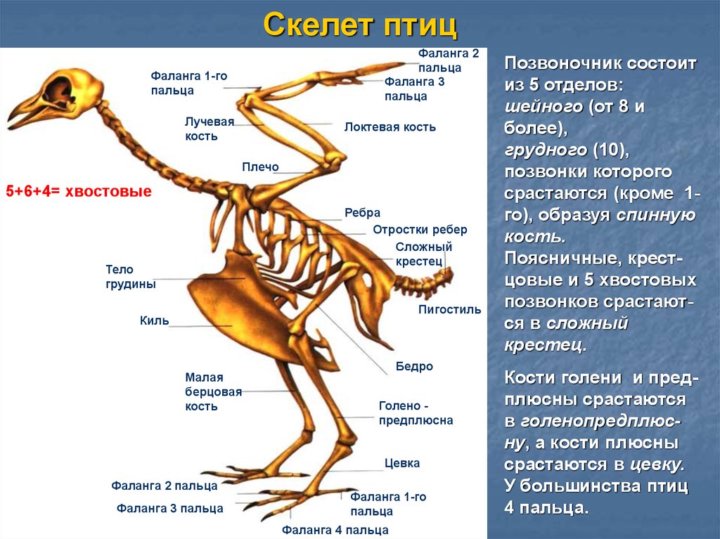 Скелет птиц
