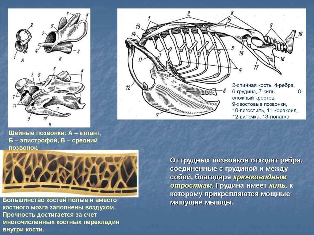 Значение киля. Киль грудной кости. Килевая грудная клетка. Полые кости у птиц. Киль грудины у птиц.