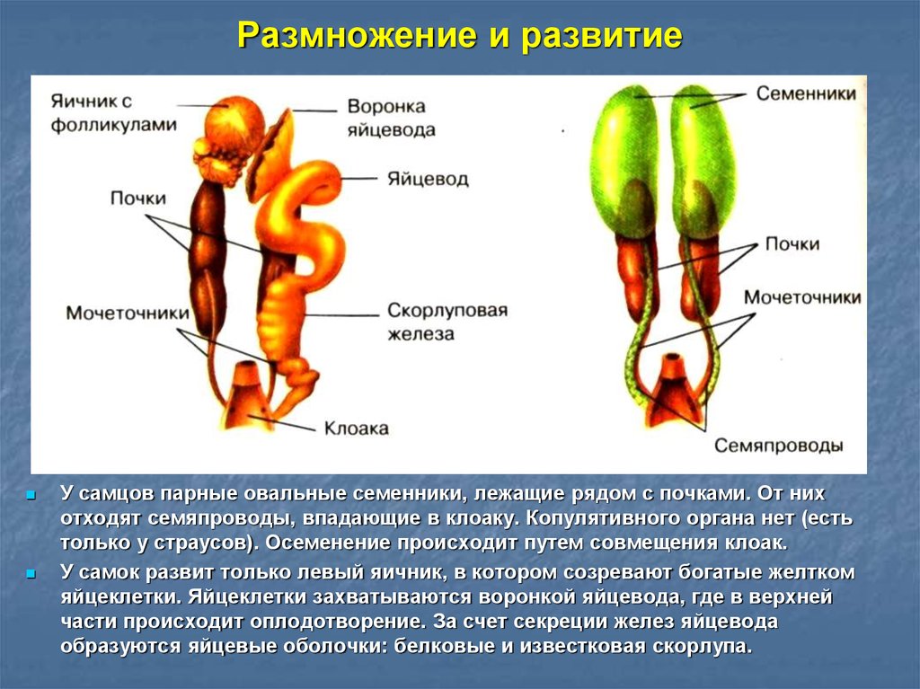 Яичник и яйцевод. Копулятивный орган у птиц. Яйцевод развивается из. Органы размножения птиц. Совокупительный орган птиц.