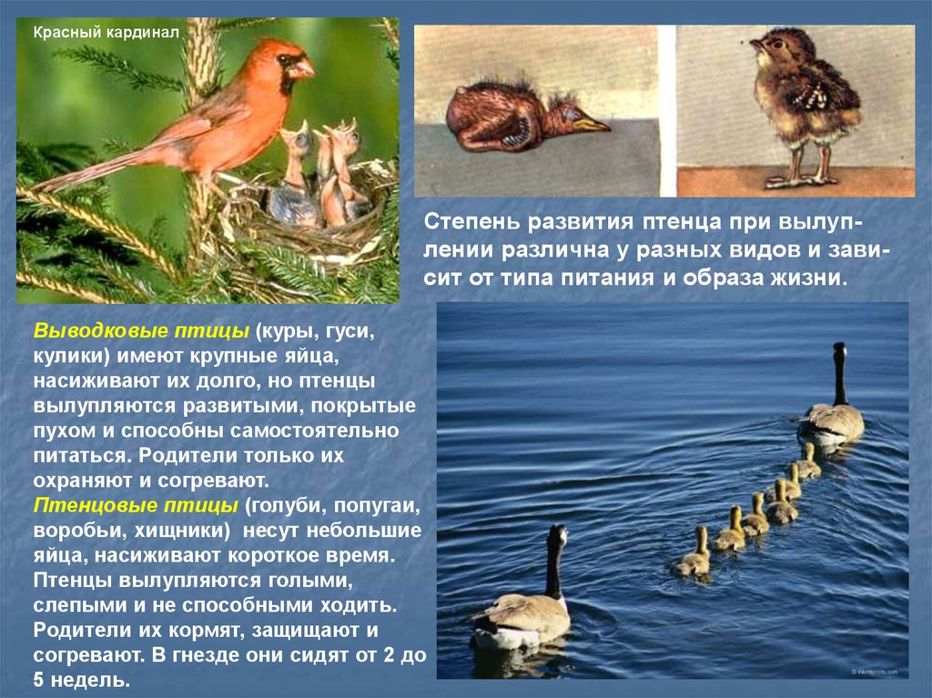 Определите тип развития птенцов. Выводковые птицы. Типы развития птенцов. Выводковые и птенцовые птицы. Воробей гнездовой или выводковый.