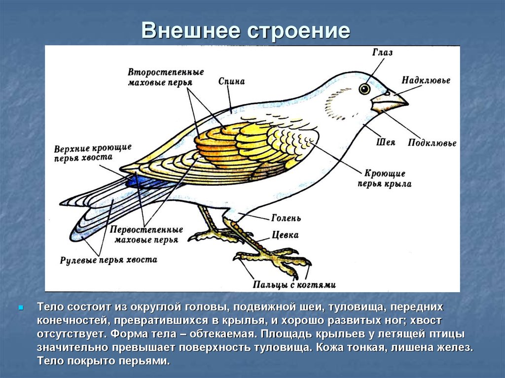 Класс птицы особенности внутреннего строения. Строение птицы. Внешнее строение птиц. Внеш строение птиц. Внешний вид птицы.