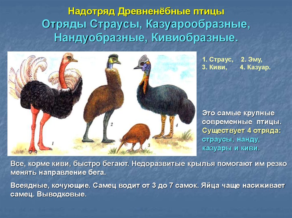 Надотряд страусовые. Страус эму нанду казуар. Отряд Нандуобразные представители. Надотряд страусовые представители. Отряд Страусообразные представители таблица.