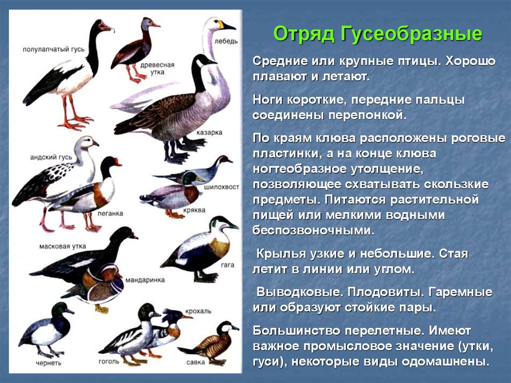 Сколько видов птиц. Отряд Гусеобразные представители. Гусеобразные птицы представители. Про отряды птиц Гусеобразные 7 класс биология. Название отряда Гусеобразные представители.