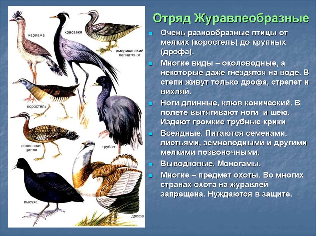 Какие представители у птиц