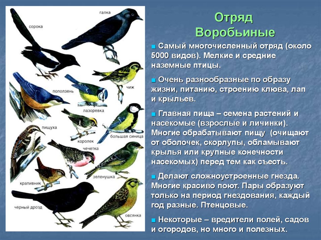 Три группы птиц по характеру сезонных переселений. Представители воробеобразных. Отряд воробьиные представители. Отряд птиц Воробьинообразные представители.