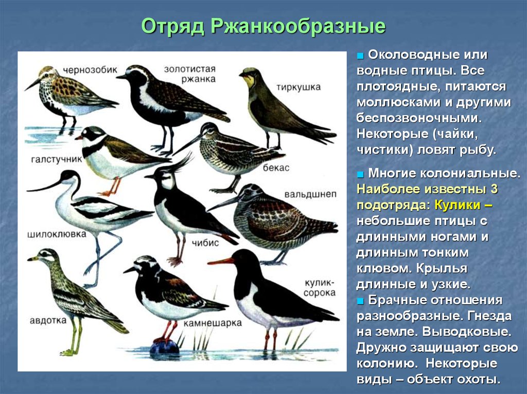 Класс птиц виды. Отряд Ржанкообразные представители. Отряд птиц Ржанкообразные. Отряд Ржанкообразные представители птиц. Отряд Ржанкообразные Кулики представители.