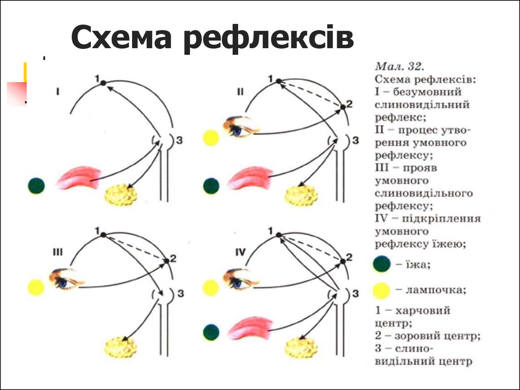 Ориентировочный рефлекс схема