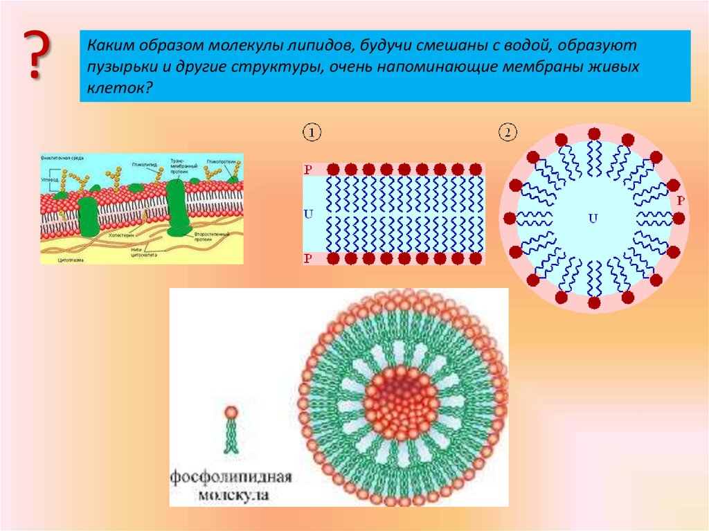 Каким образом молекулы. Самосборка фосфолипидных везикул в водном растворе. Образование водных оболочек вокруг макромолекул. Какие липиды образуют везикулы. Каким образом образуется пузырь элементы.