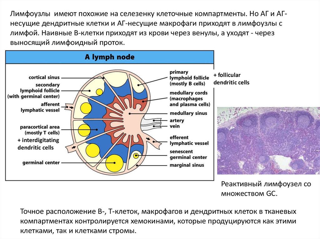 Селезенка лимфоциты. Дендритные клетки лимфатического узла. Лимфоциты в лимфатическом узле. Схема строения лимфатического узла. Макрофаги лимфатических узлов.