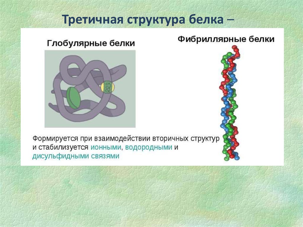 Структуры биополимера. Третичная структура белка дисульфидные связи. Третичная структура белка биополимер. Третичная структура белка глобулярные и фибриллярные. Биополимеры белки строение.