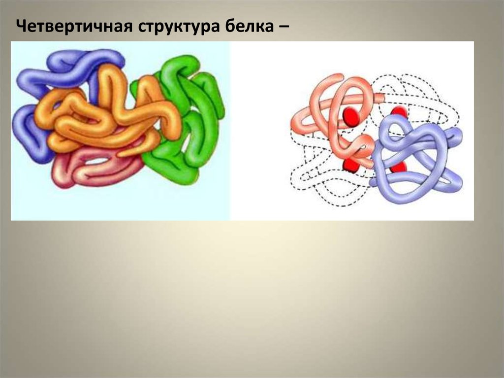 Четвертичная структура белка рисунок