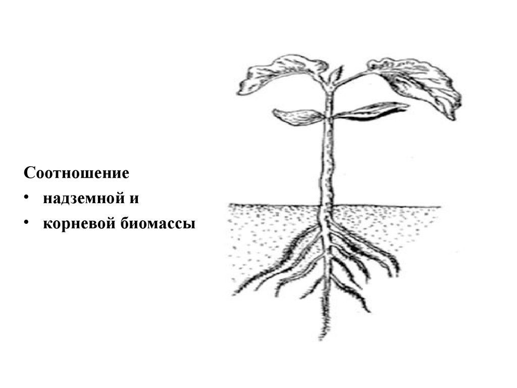 Скорость роста корня. Схема роста растений раскраска. Развитие растений раскраска. Строение растения раскраска. Подземная часть растения.