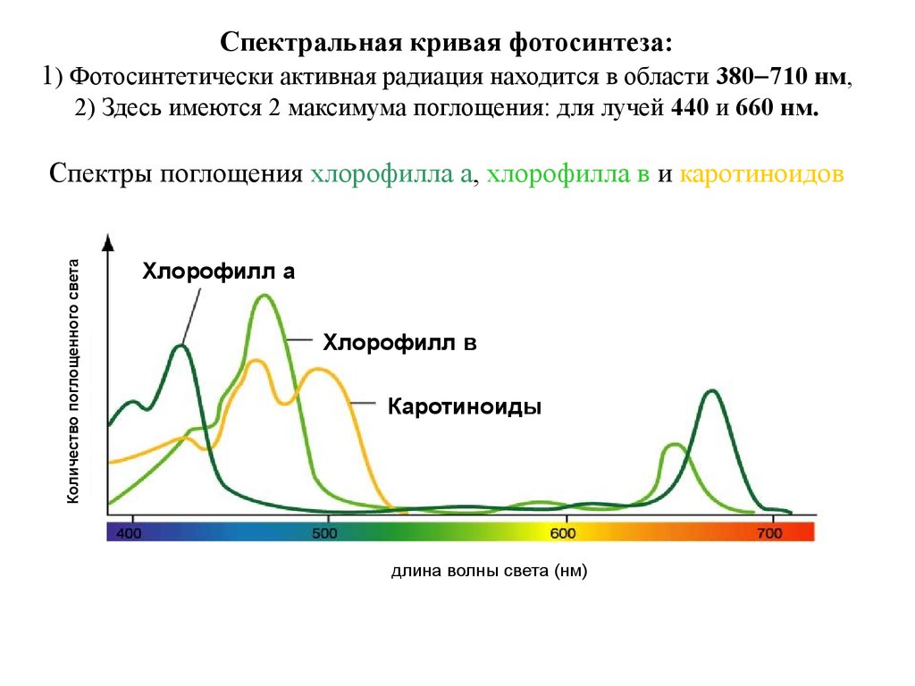 Хлорофиллы поглощают свет. Спектр солнечного излучения для фотосинтеза. Спектры поглощения света пигментами. Спектр поглощения пигментов фотосинтеза. Спектры поглощения хлорофилла максимумы поглощения.