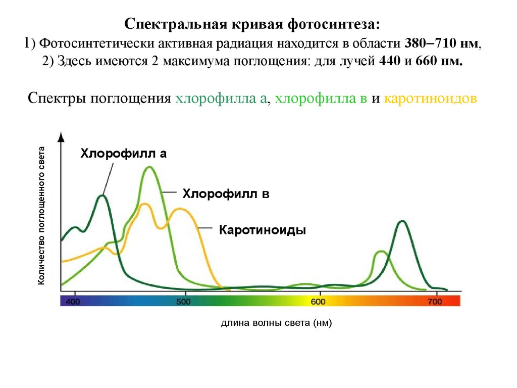 От какого фактора зависит поглощение воды растением. Спектр солнечного излучения для фотосинтеза. Спектры поглощения света пигментами. Спектр поглощения пигментов фотосинтеза. Спектры поглощения хлорофилла максимумы поглощения.