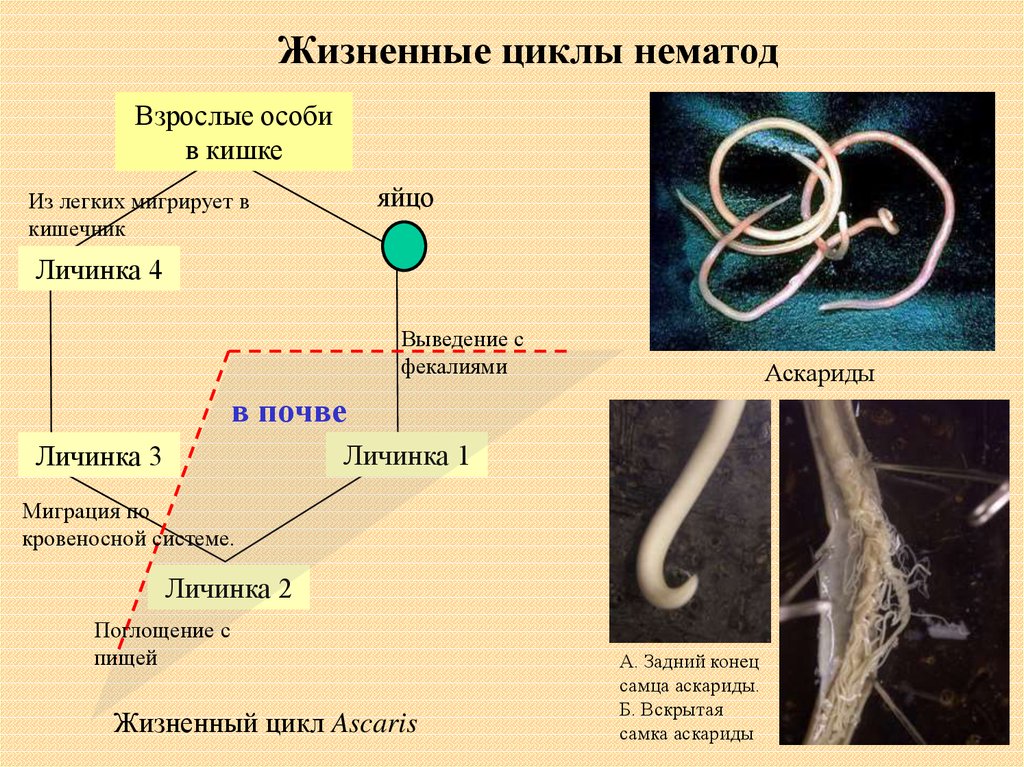 Какой вред могут причинить взрослые аскариды человеку. Схема миграции личинок аскариды в теле человека. Цикл развития круглых червей черви. Цикл развития круглых червей нематоды.