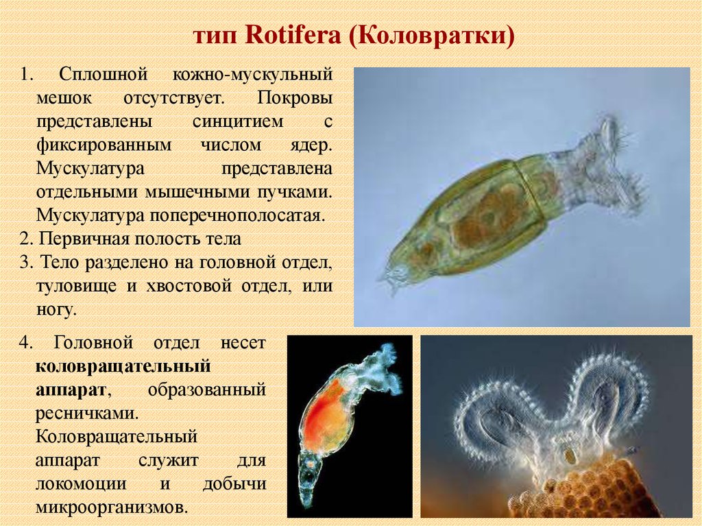 Описание коловратки. Коловратки rotatoria(Rotifera). Коловратки полость тела. Бделлоидные коловратки. Коловратки Тип Rotifera.
