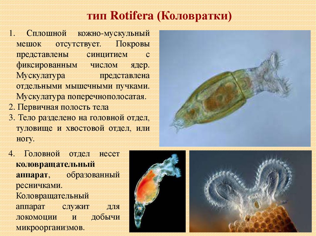 Коловратки. Коловратка ротифера. – Коловратки (Rotifera, rotatoria. Класс коловратки (rotatoria). Коловратки черви представители.