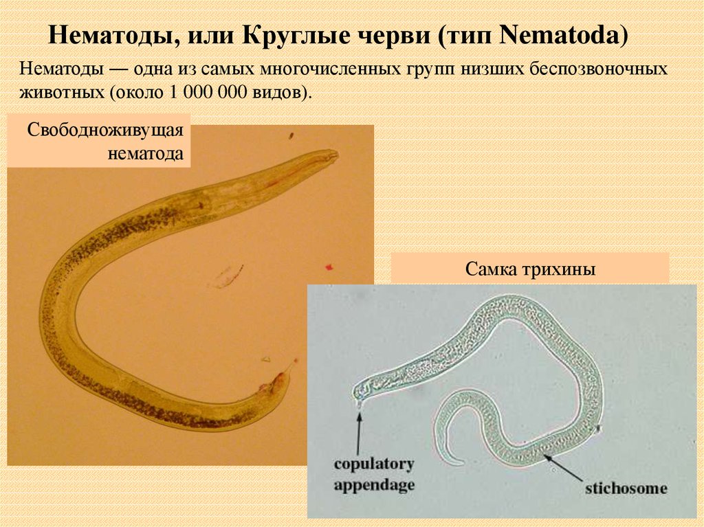 Круглые черви тип беспозвоночных. Нематоды - Первичнополостные черви. Тип круглые черви класс нематоды представители. Свободноживущие круглые черви представители.