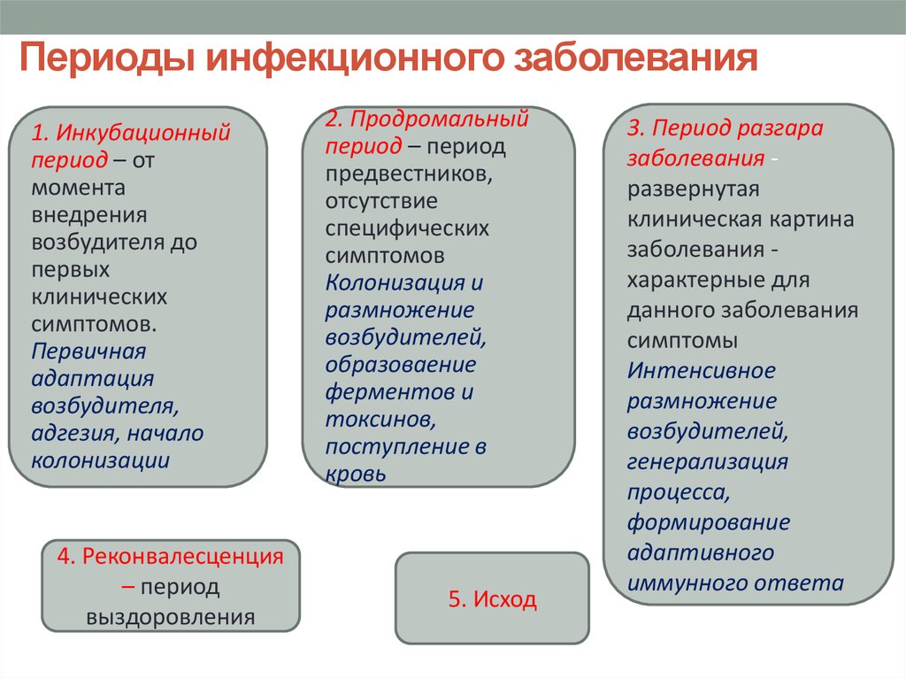 Развернутая картина течения инфекционного заболевания характерна для периода