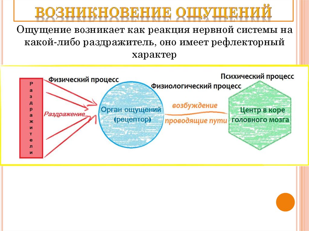 Ощущение возникает на. Возникновение ощущений схема. Процесс возникновения ощущений. Этапы возникновения ощущения. Механизм возникновения ощущений.