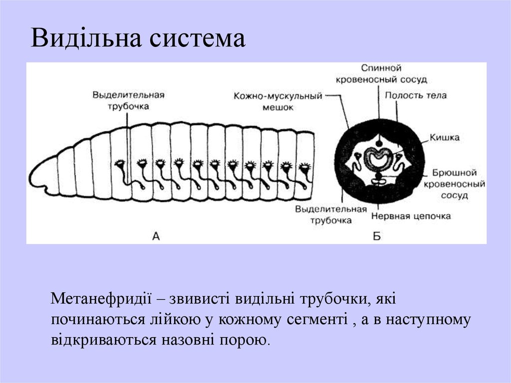 Червяк крючком схема