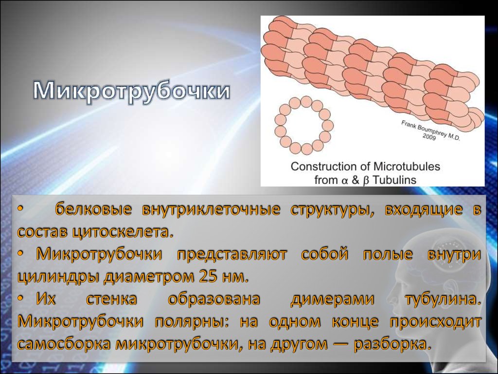 Синтез белков тубулинов. Микротрубочки тубулин. Микротрубочки строение. Белковые микротрубочки.