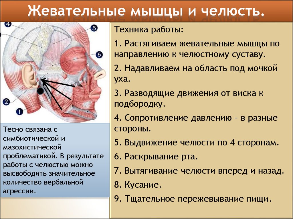 Бульбокавернозная мышца у мужчин картинки