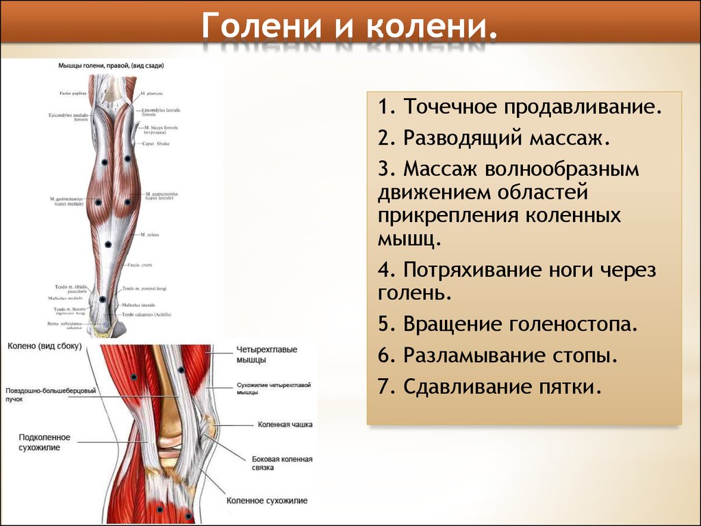 Голени с коленями. Средней трети правой голени. Мышцы колена и голени. Левая голень.