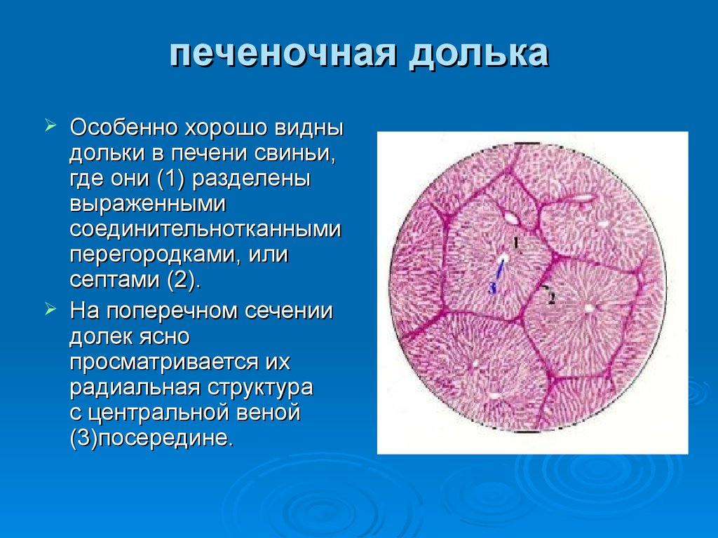 Паренхима печени это. Центральная Вена печеночной дольки. Строение печеночной дольки. Классическая долька печени. Печень и печеночная долька.