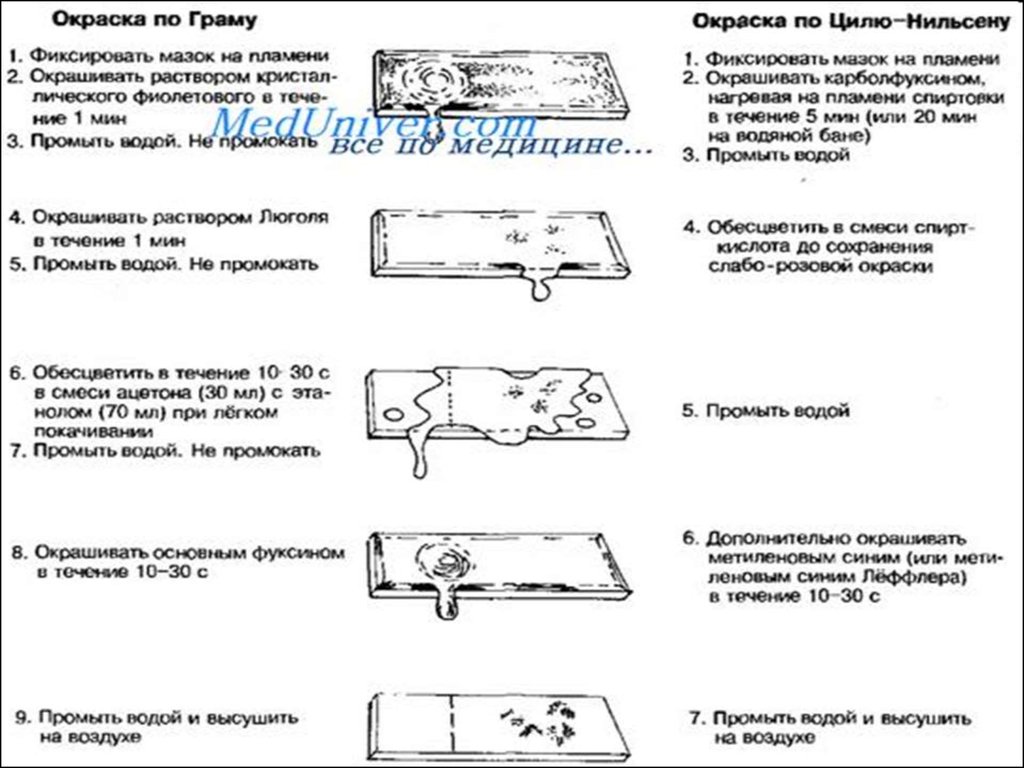 Методы окраски. Окраска мазка по методу грама. Метод окраски по Граму микробиология. Окраска препаратов по Граму микробиология. Окраска мазка по Граму алгоритм.