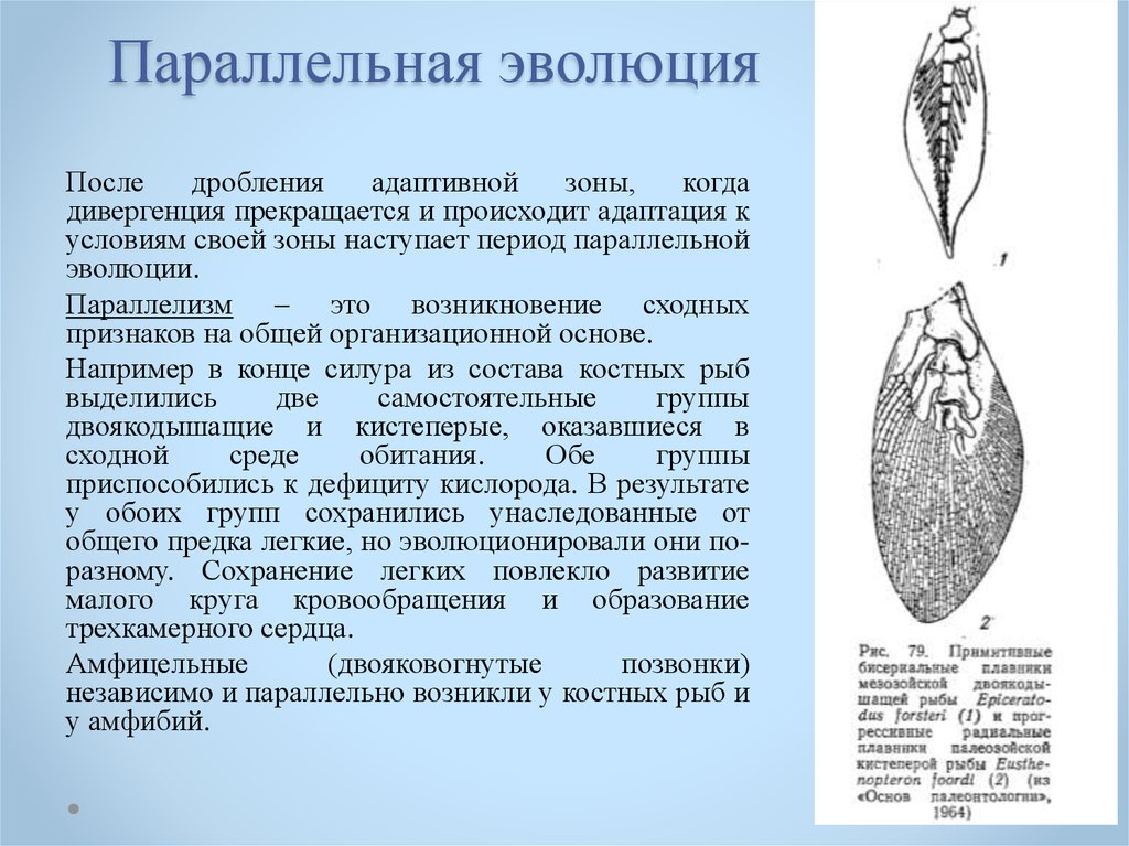 Параллельная эволюция