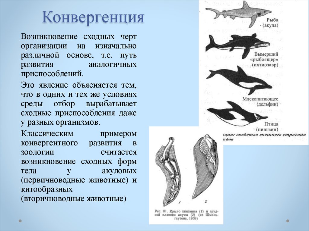 Органы возникающие в результате конвергенции. Конвергенция это в биологии. Конвергенция примеры. Примеры конвергенции в биологии. Форма тела дельфина.