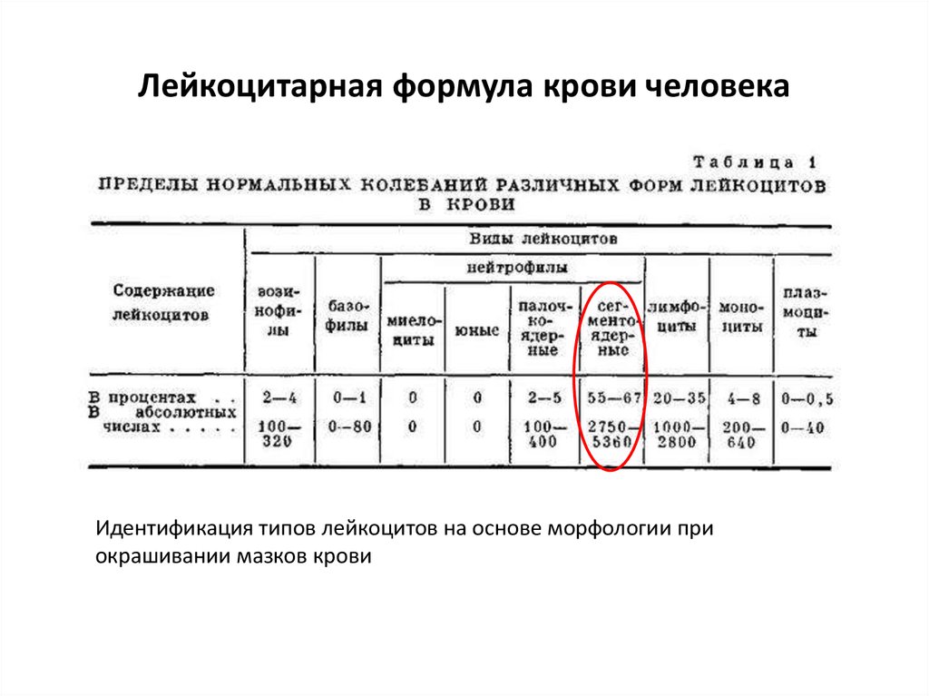 Лейкоцитарная формула взрослого человека. Лейкоцитарная формула норма анализ. Лейкоцитарная формула крови формула. Показатели лейкоцитарной формулы крови. Показатели лейкоцитарной формулы в норме.