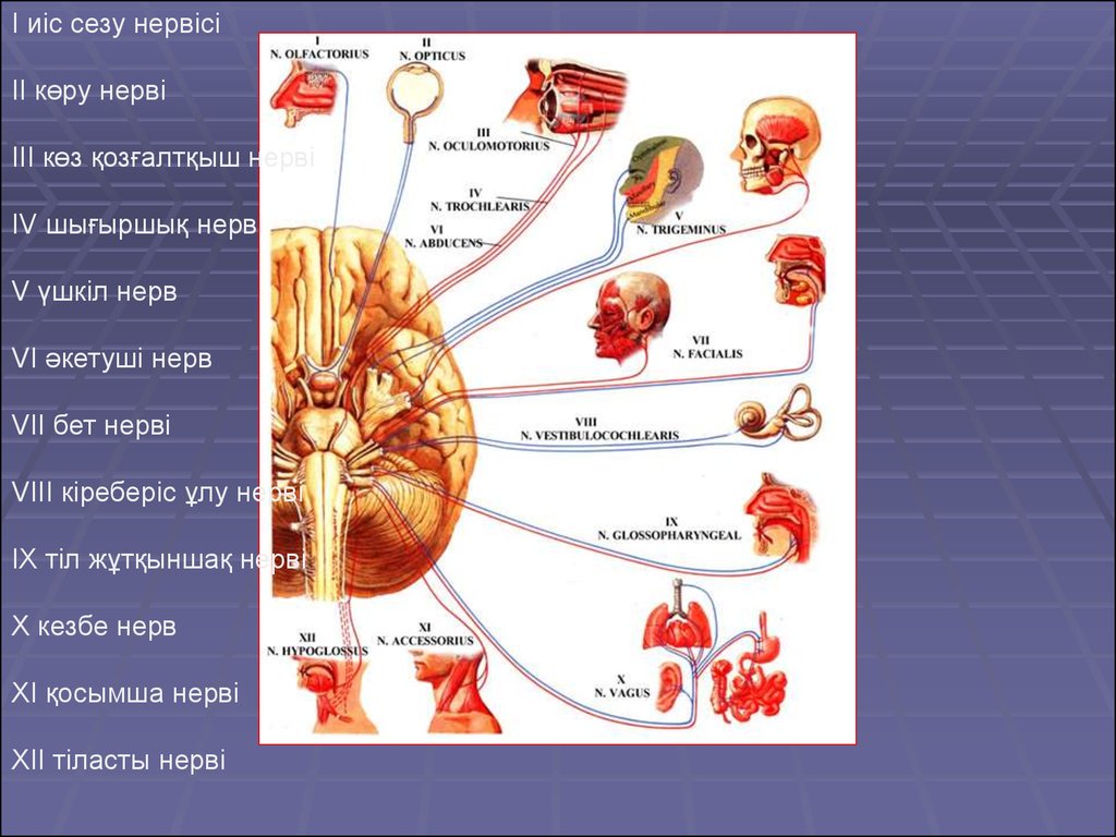 Черепно мозговые нервы являются. 12 Черепно мозговых нервов. 12 Пар черепно мозговых нервов схема. Черепные нервы анатомия чувствительные нервы. Мозговые нервы анатомия.