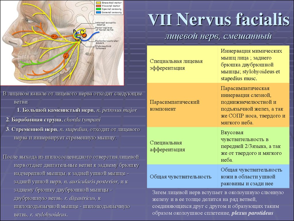 VII Nervus facialis лицевой нерв, смешанный