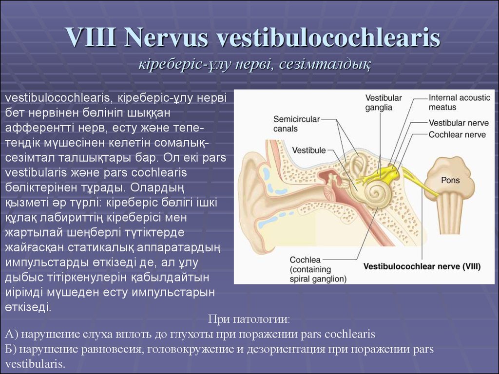 VIII Nervus vestibulocochlearis кіреберіс-ұлу нерві, сезімталдық