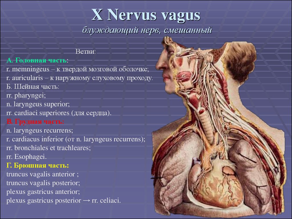 Головной отдел блуждающего нерва. Nervus Vagus топография. Блуждающий нерв nervus Vagus. Блуждающий нерв анатомия Неттер. Вагус нерв анатомия.