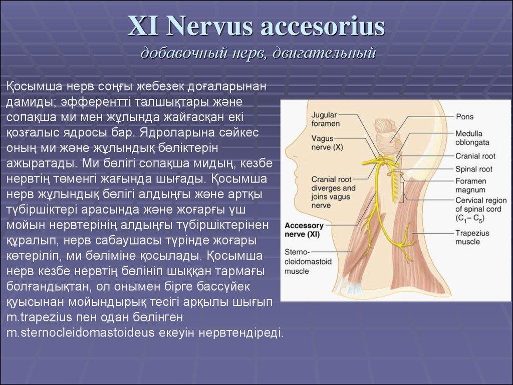 Неврология нерва. Nervus accessorius ядра. Nervus accessorius иннервирует мышцы. Черепно-мозговые нервы добавочный нерв. Добавочный, двигательный нерв (.