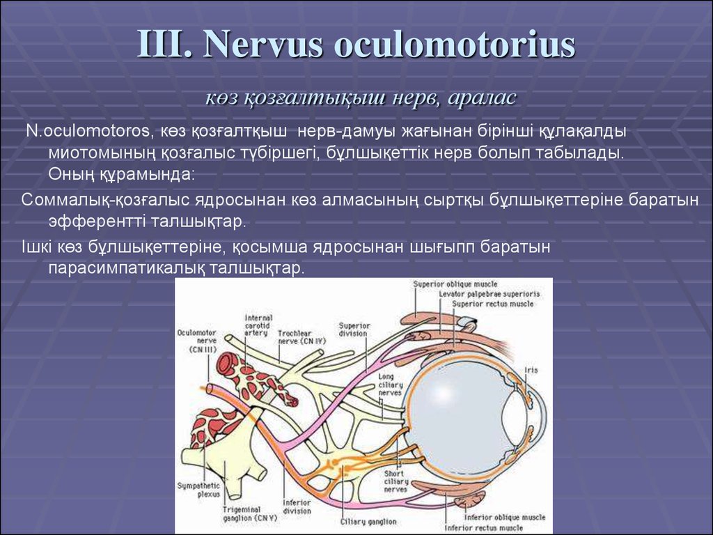 III. Nervus oculomotorius көз қозғалтықыш нерв, аралас