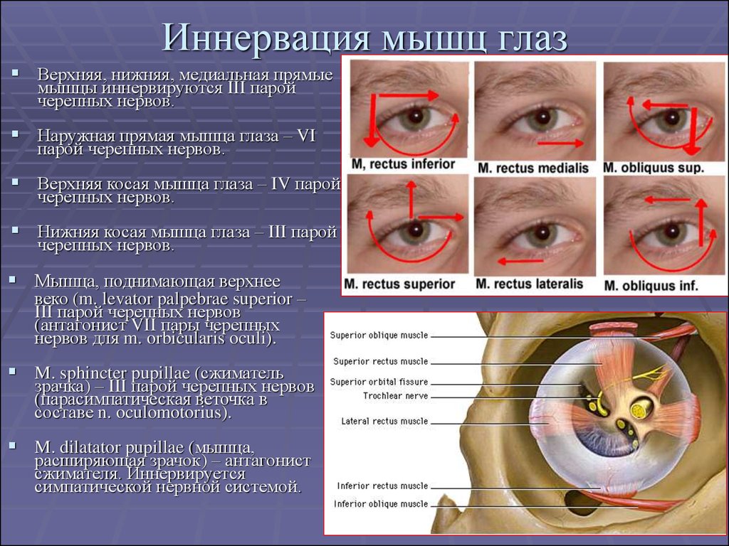 Иннервация мышц глаз