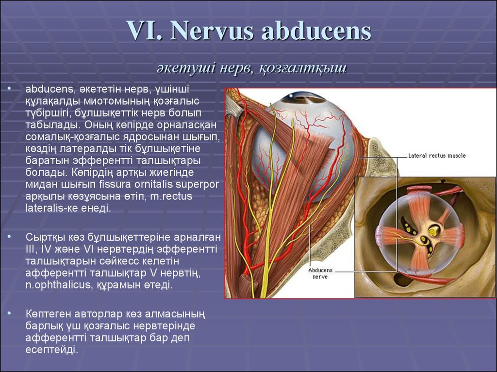VI. Nervus abducens әкетуші нерв, қозғалтқыш