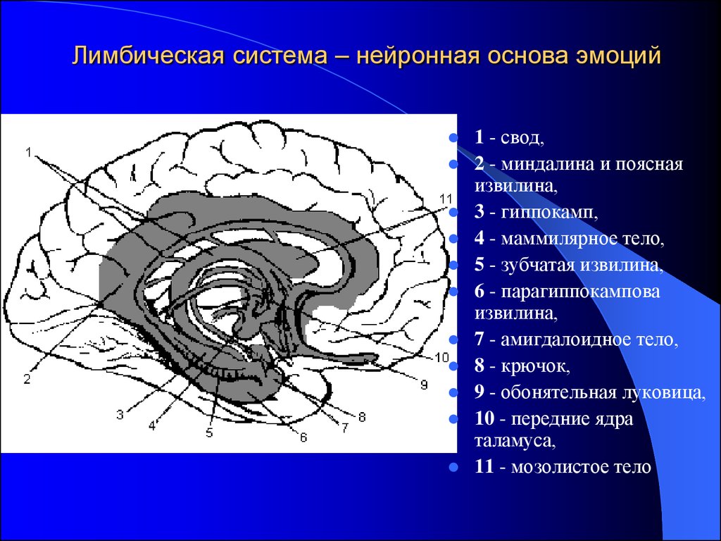 Лимбическая структура мозга. Рептильный мозг лимбический мозг и неокортекс. Поясная извилина лимбической системы. Неокортекс лимбическая система схема. Лимбическая система гиппокамп функции.