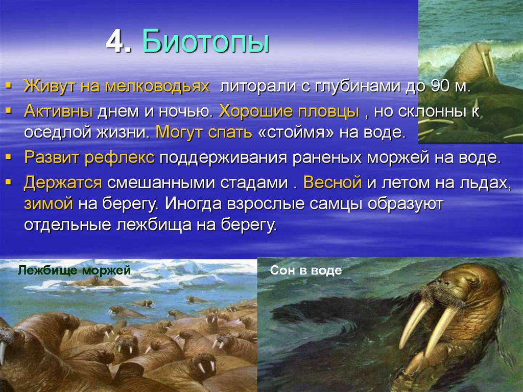 Сообщение о Морже. Приспособления моржа к водной среде. Кто обитает на мелководье. Классификация моржа в биологии.