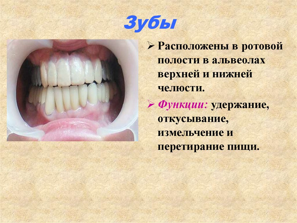 Что есть в полости рта. Альвеола (ротовая полость).