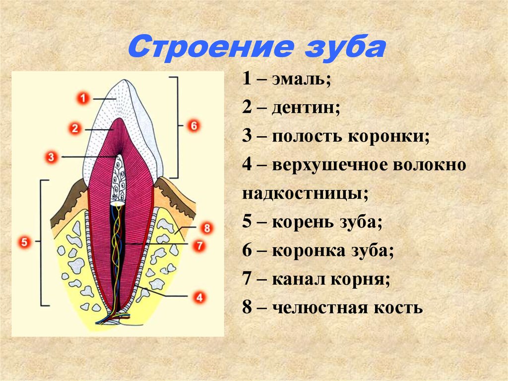 В какую систему входит зуб. Схема внутреннего строения зуба анатомия. Строение зуба человека надкостница. Надкостница верхней челюсти анатомия. Надкостница схема зубы.