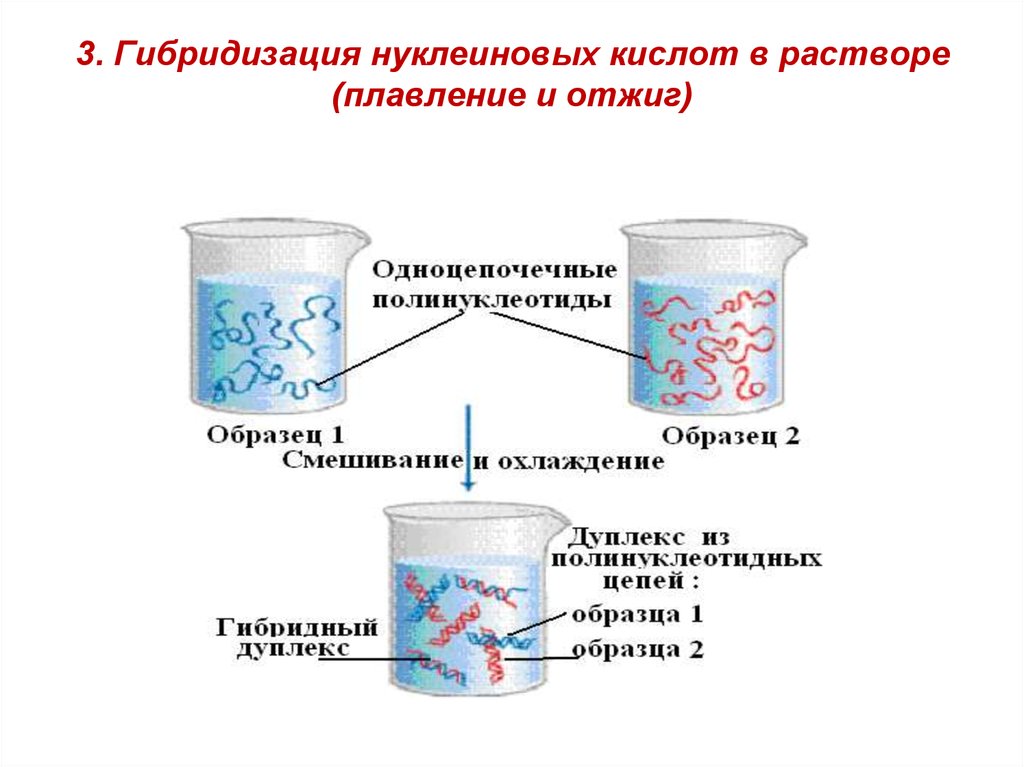 3. Гибридизация нуклеиновых кислот в растворе (плавление и отжиг)