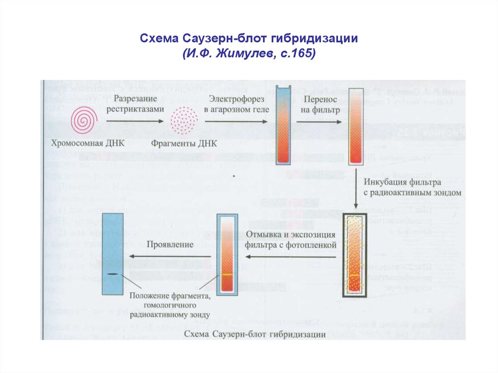 Блот. Саузерн и Нозерн блоттинг. Метод Саузерн Блот. Метод Блот-гибридизации по Саузерну. Блоттинг по Саузерну метод.